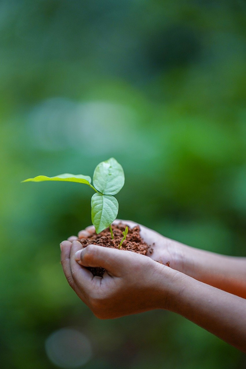 hands, soil, plant